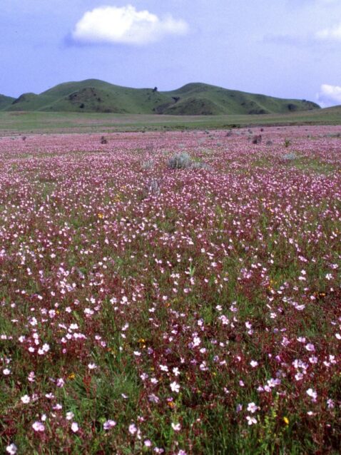 destination-featured-kitulo-pink-blooms-1170x850