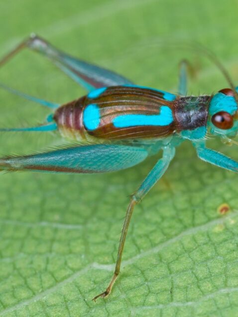 destination-featured-udzungwa-cricket-1170x850