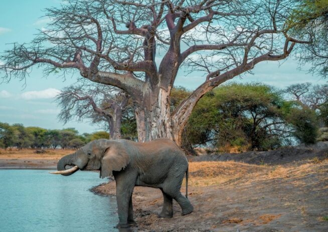 trip-page-itinerary-tarangire-baobab-elephant-970x722