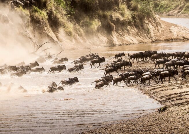 special offer great migration
