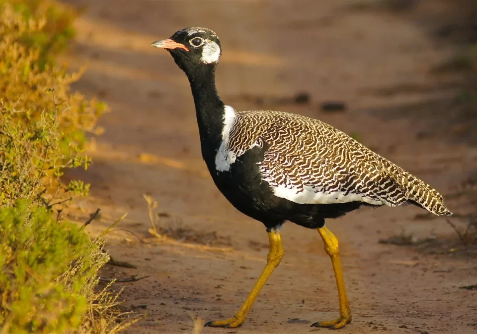 bestination-discover-saadani-bastard-bird-1200x800