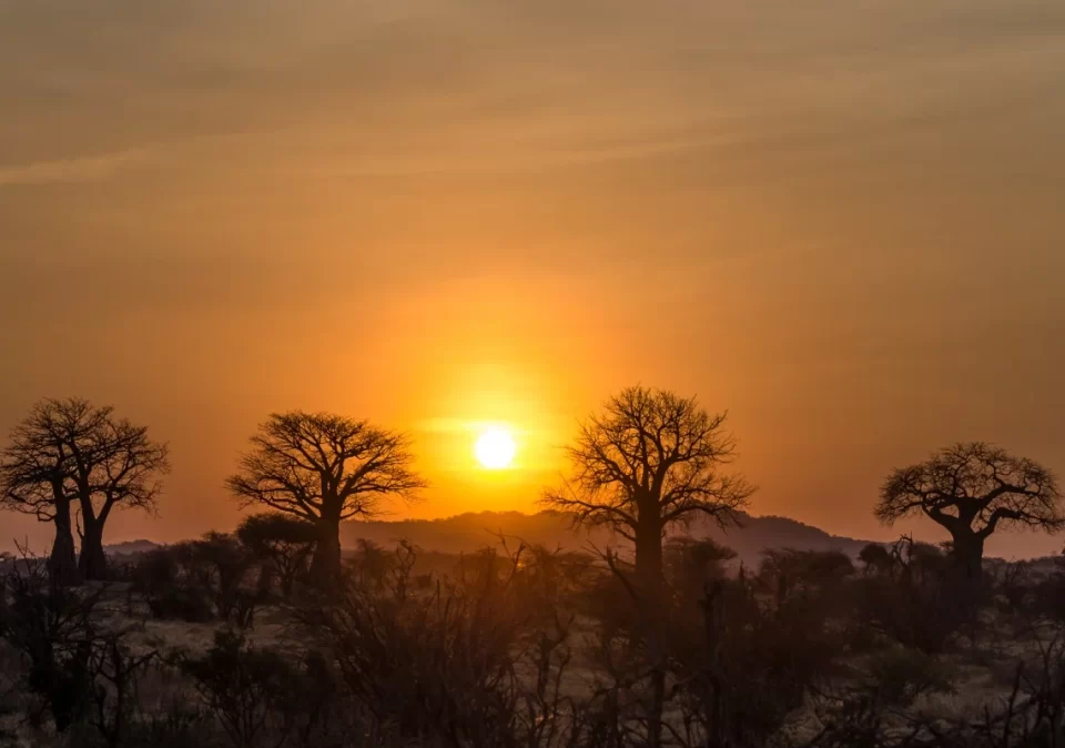 destination-discover-baobab-sunset-1200x800