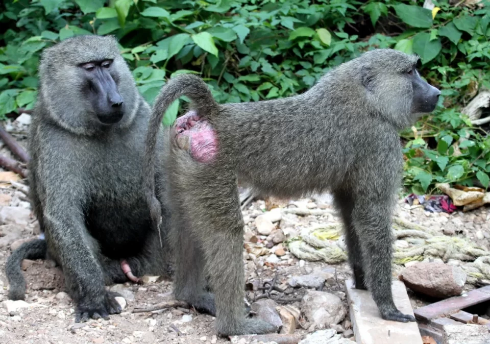 destination-discover-gombe-baboons-1200x800
