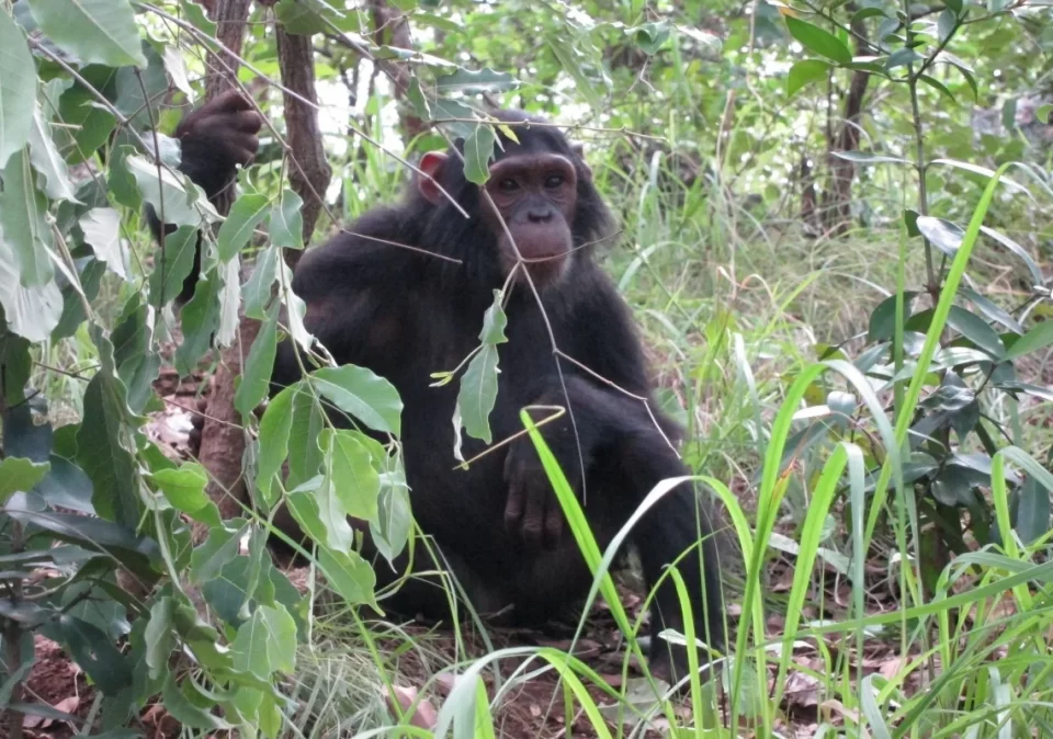 destination-discover-gombe-chimp-1200x800