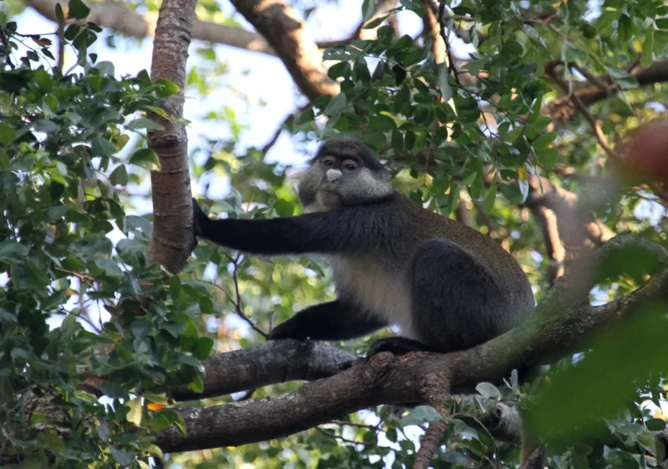 destination-discover-gombe-red-tail-monkey-1200x800