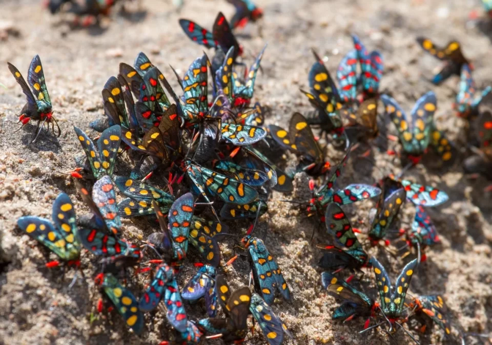 destination-discover-katavi-butterflies-1200x800