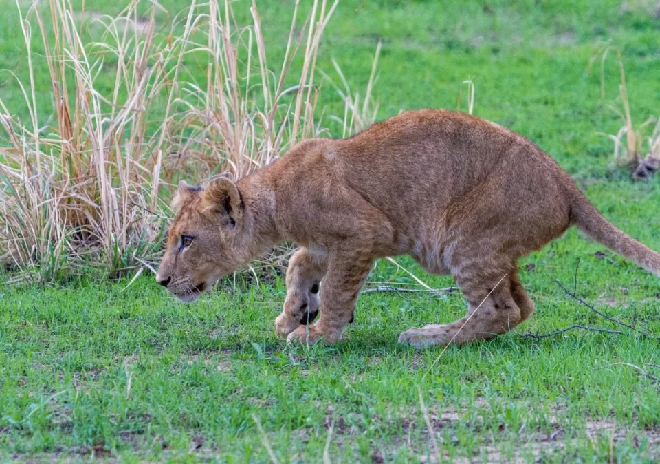 destination-discover-katavi-lion-cub-1200x800