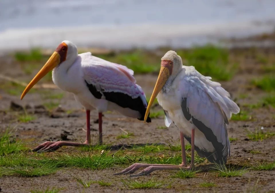 destination-discover-katavi-yellowbeak-stork-1200x800