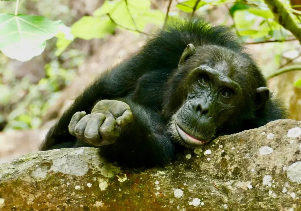 destination-discover-mahale-chimp-chilling-1200x800