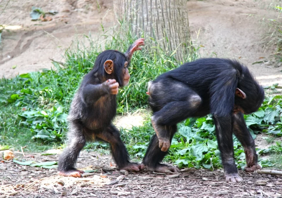 destination-discover-mahale-chimps-race-1200x800