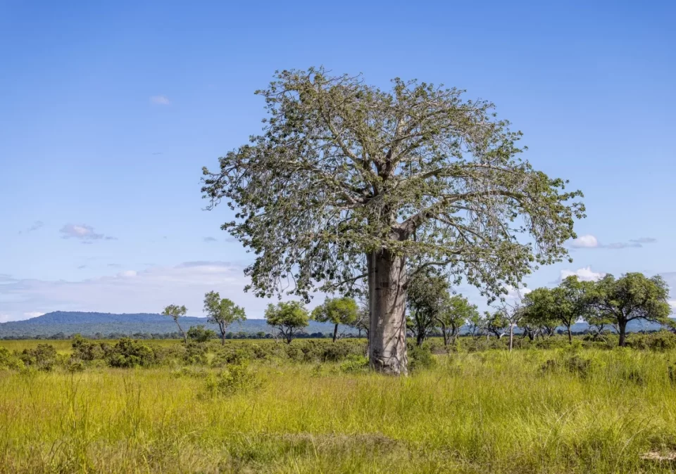 destination-discover-mikumi-baobab-1200x800