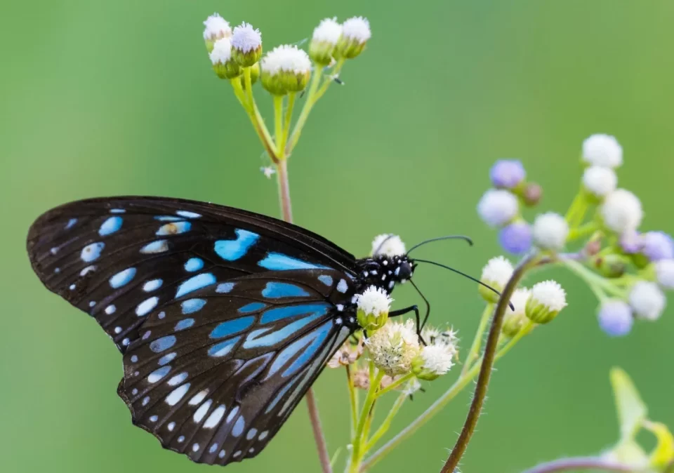 destination-discover-mikumi-butterfly-1200x800