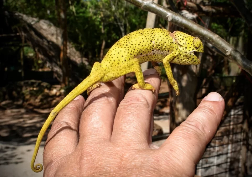 destination-discover-mikumi-chameleon-1200x800