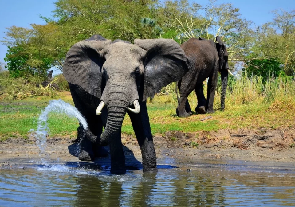 destination-discover-mikumi-elephant-1200x800