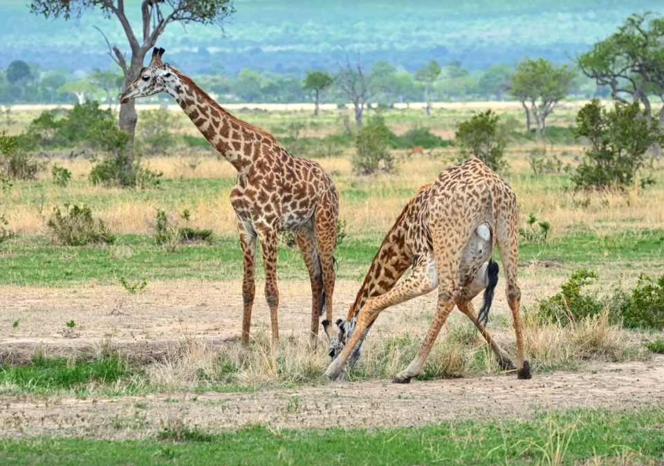 destination-discover-mikumi-giraffe-1200x800