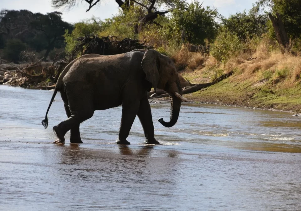 destination-discover-ruaha-elephant-1200x800