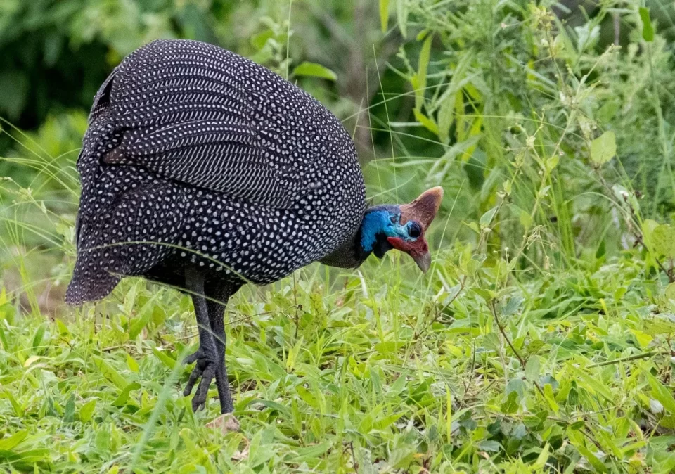destination-discover-ruaha-guinea-fowl-1200x800