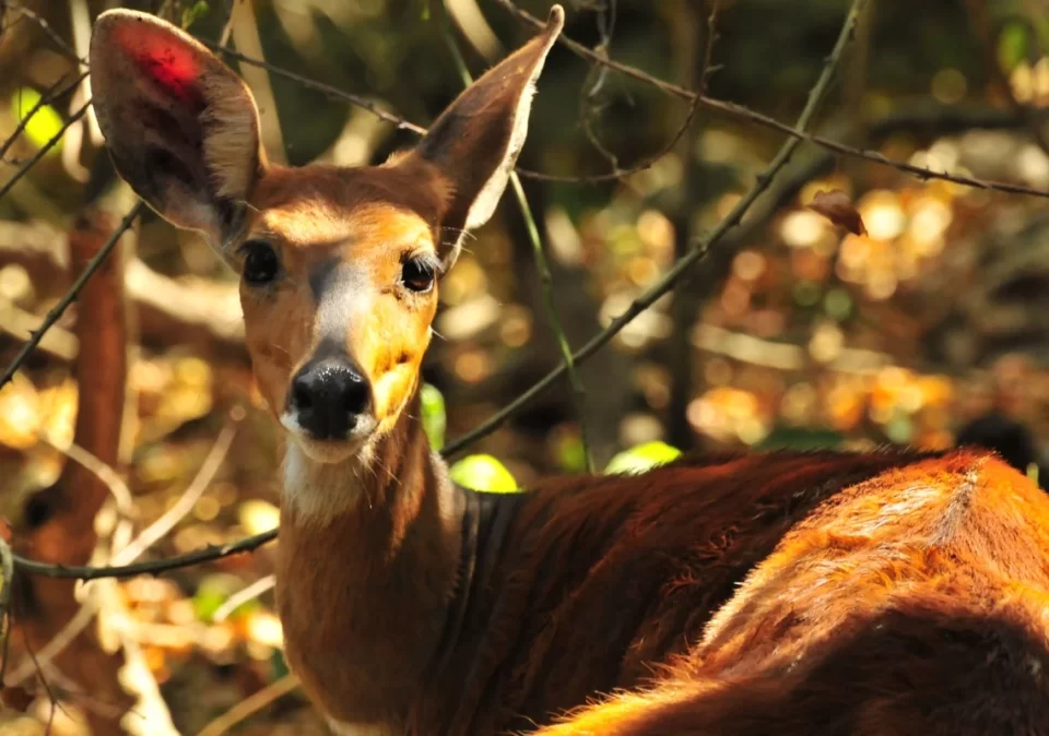 destination-discover-rubondo-sitatunga-1200x800