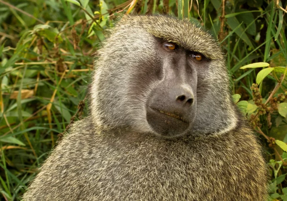 destination-discover-saadani-baboon-1200x800