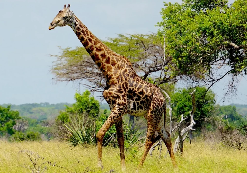 destination-discover-saadani-giraffe-1200x800