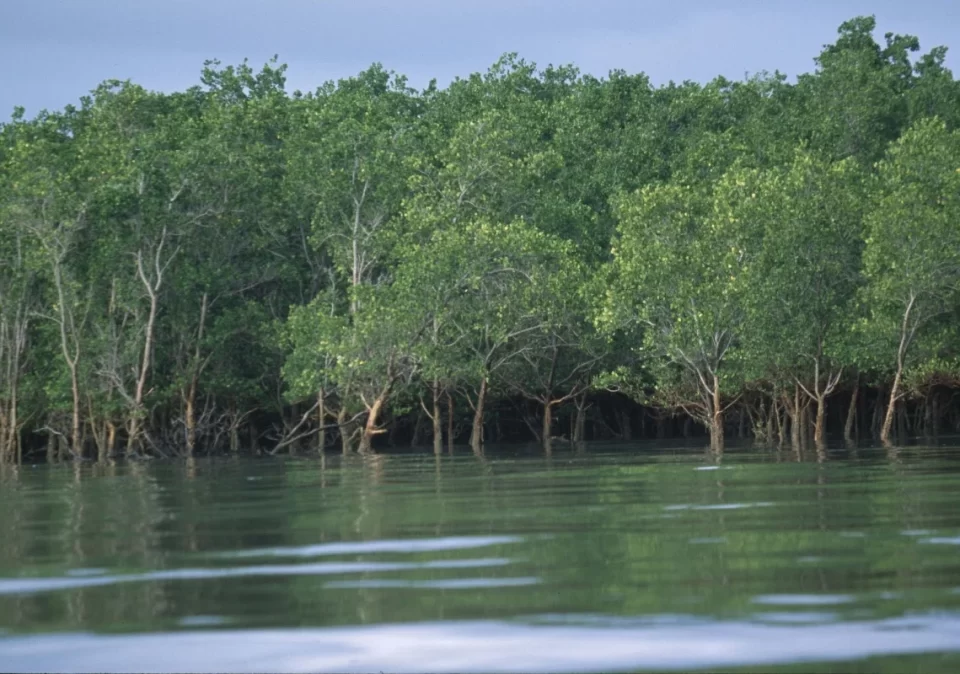 destination-discover-saadani-mangrooves-1200x800