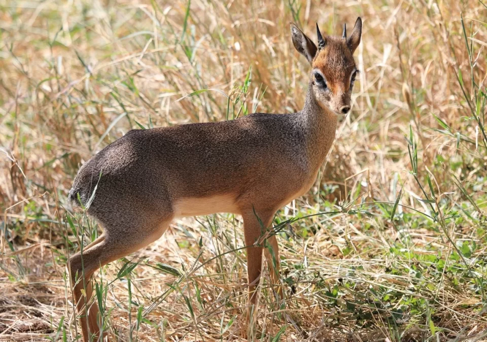 destination-discover-saanane-dikdik-1200x800