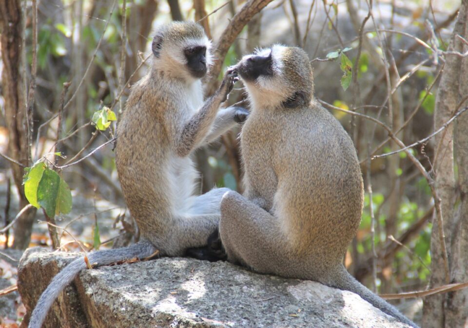 destination-discover-saanane-monkeys-1200x800