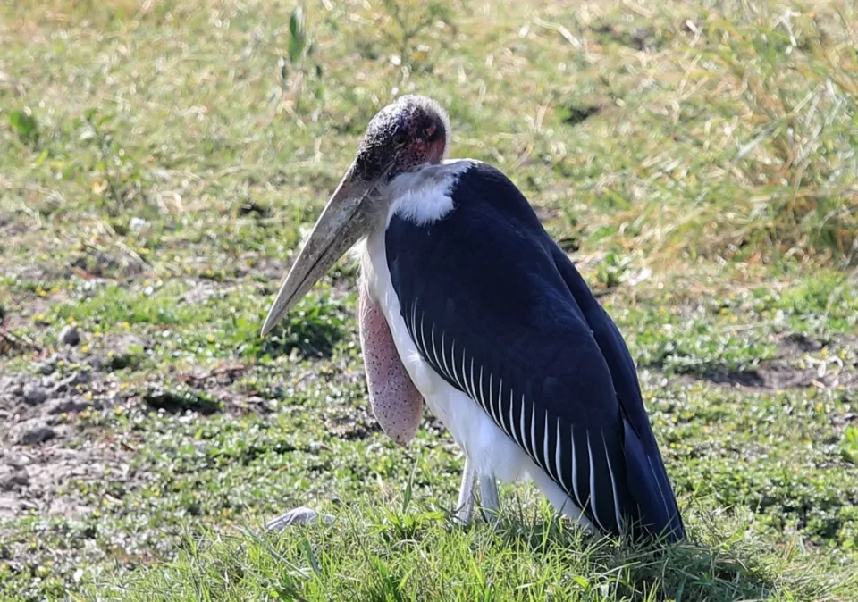 destination-discover-saanane-stork-1200x800
