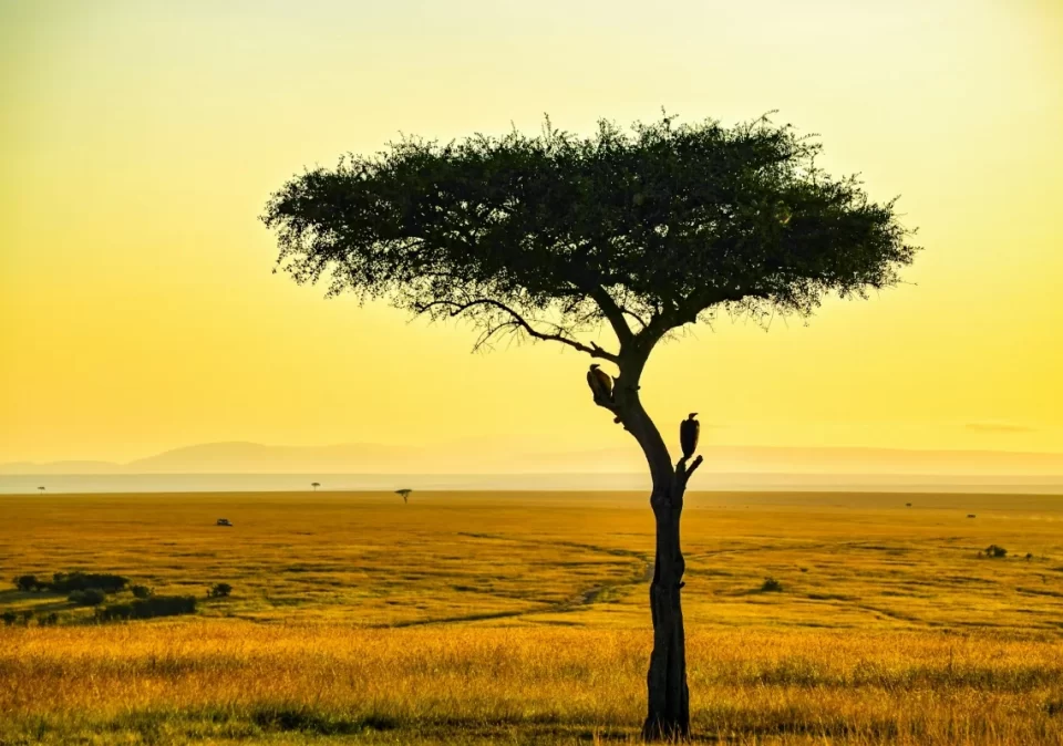 destination-discover-serengeti-plains-1200x800