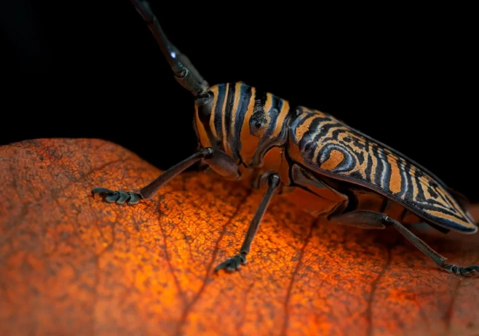destination-discover-udzungwa-beetle-1200x800