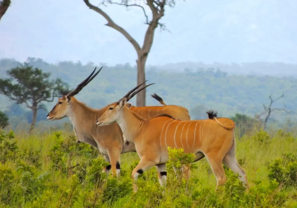 destination-discover-udzungwa-elands-1200x800