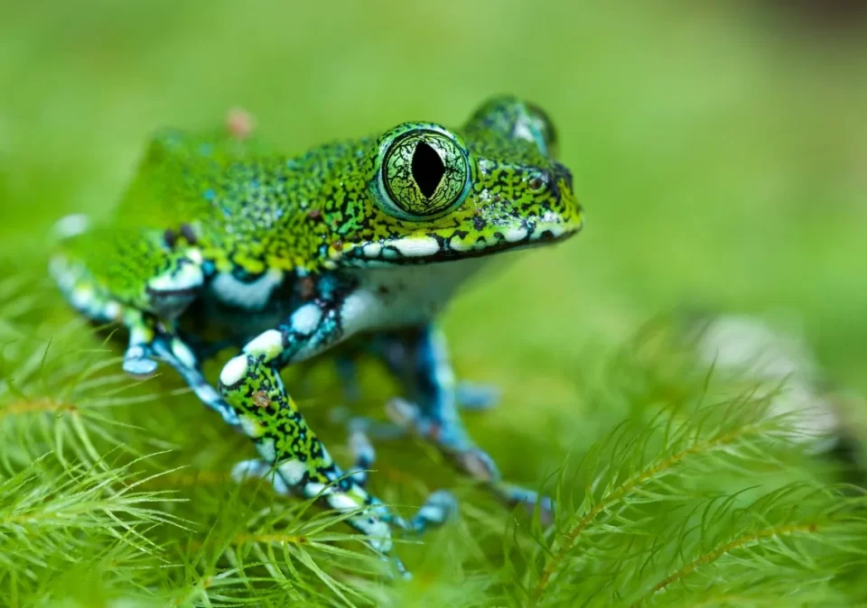 destination-discover-udzungwa-frog-1200x800