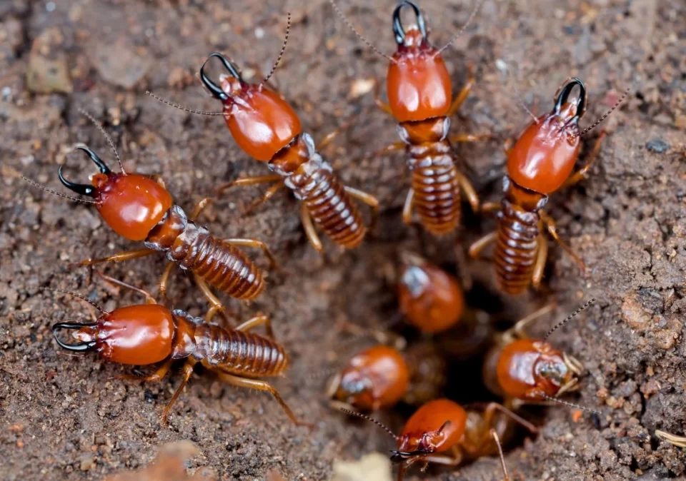 destination-discover-udzungwa-termites-1200x800