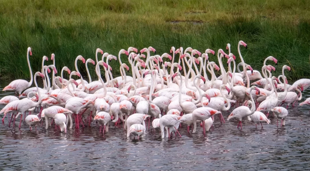 Arusha National Park Day Escape