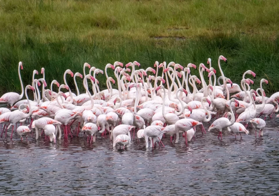 Arusha National Park Day Escape