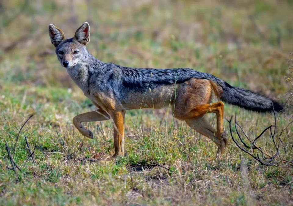 destination-discovery-arusha-red-fox-1200x800
