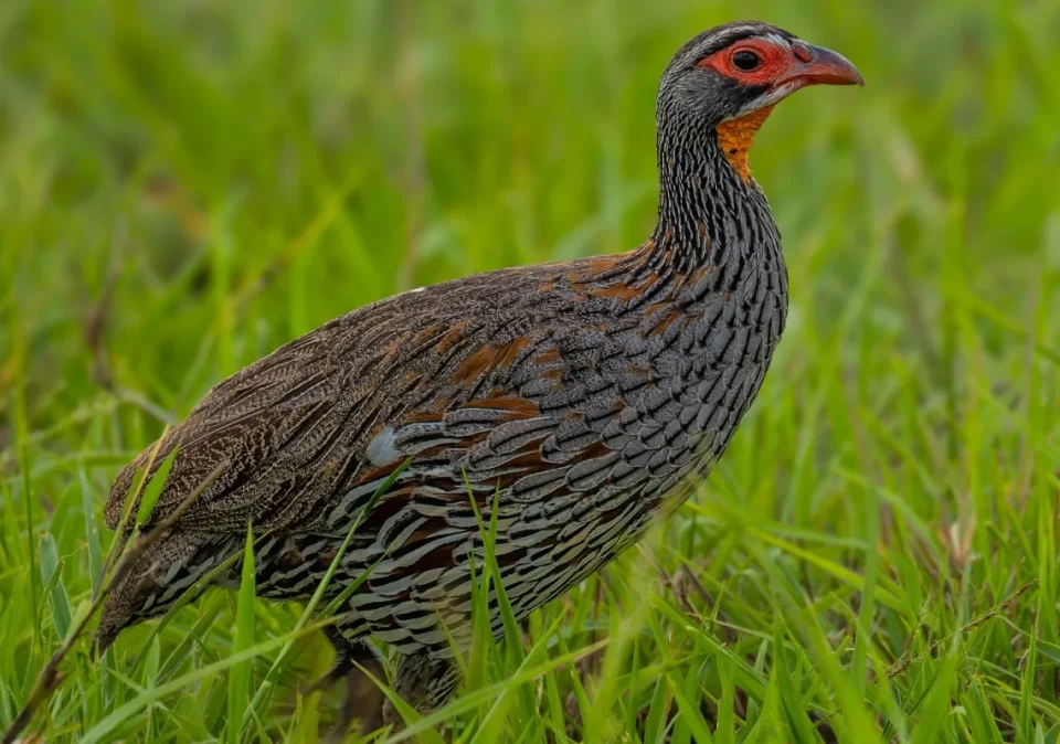 destination-discovery-bush-fowl-1200x800