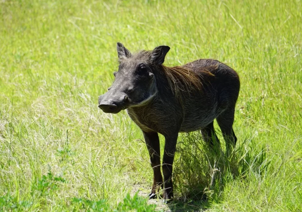 destination-discovery-saadani-warthog-1200x800