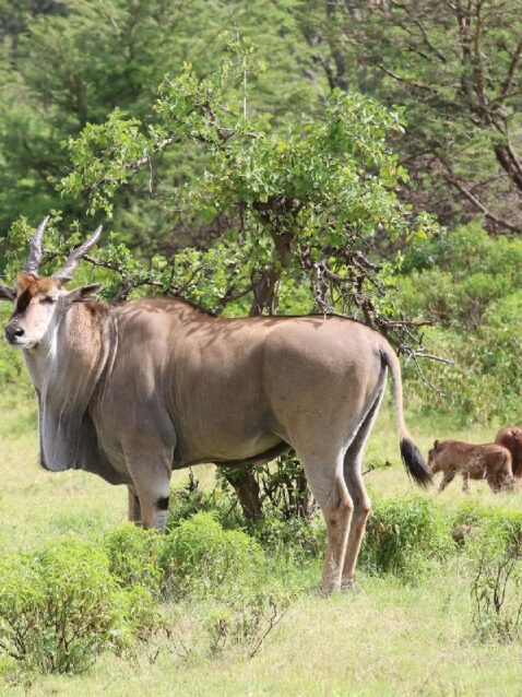 destination-featured-eland-bull-1200x800