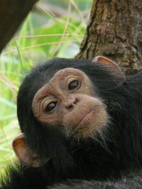 destination-featured-mahale-chimp-1170x850