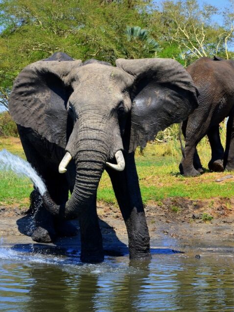destination-featured-mikumi-elephant-1170x850