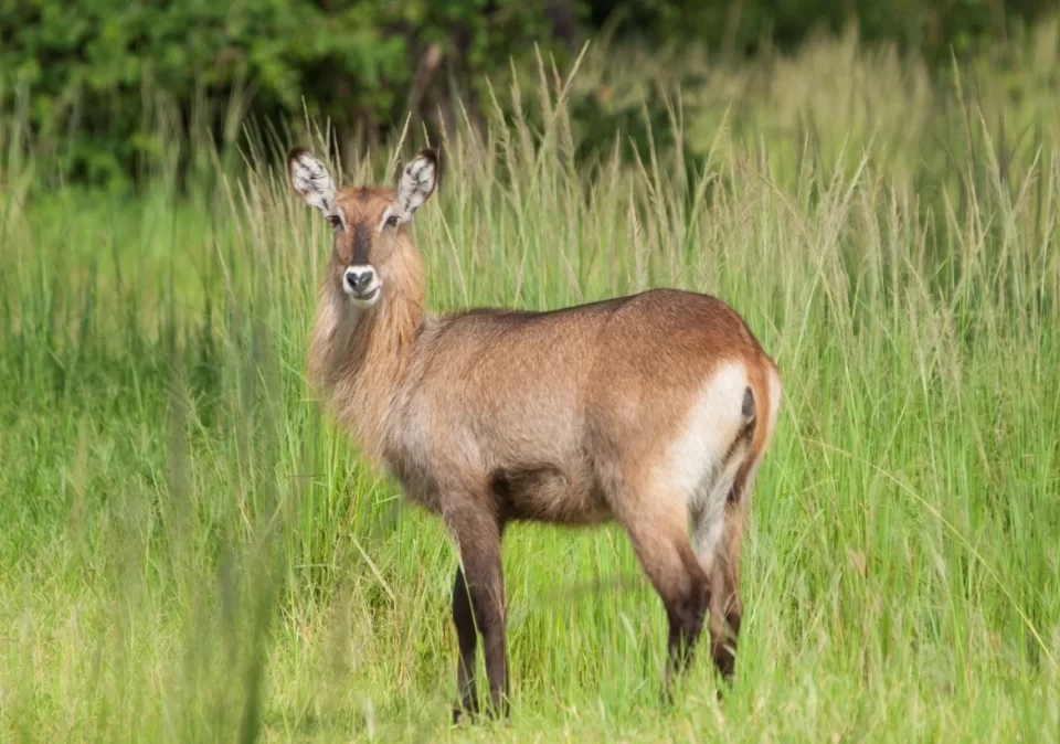 Day Trip game drive Kudu