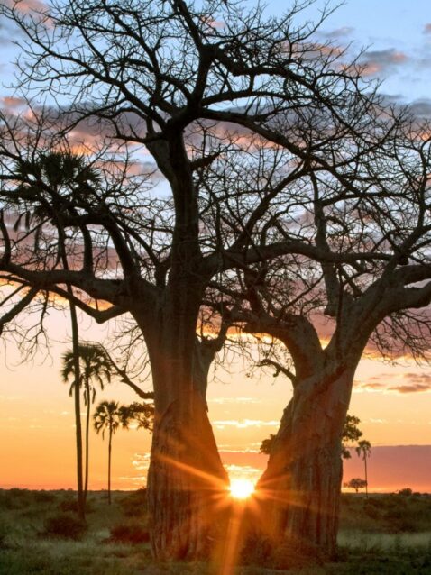destination-featured-ruaha-1170x850