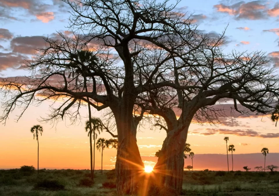 destination-featured-ruaha-1170x850
