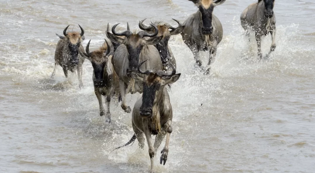 Great Migration Mara River Safari