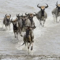 Great Migration Mara River Safari