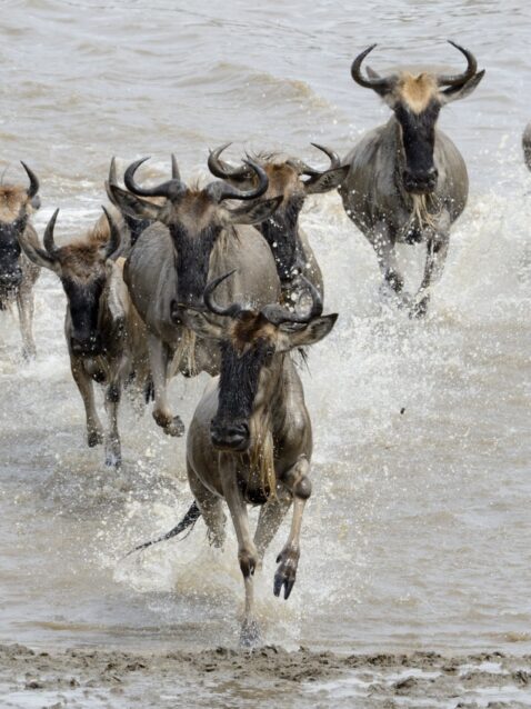 destination-featured-saadani-wildebeest-1170x850