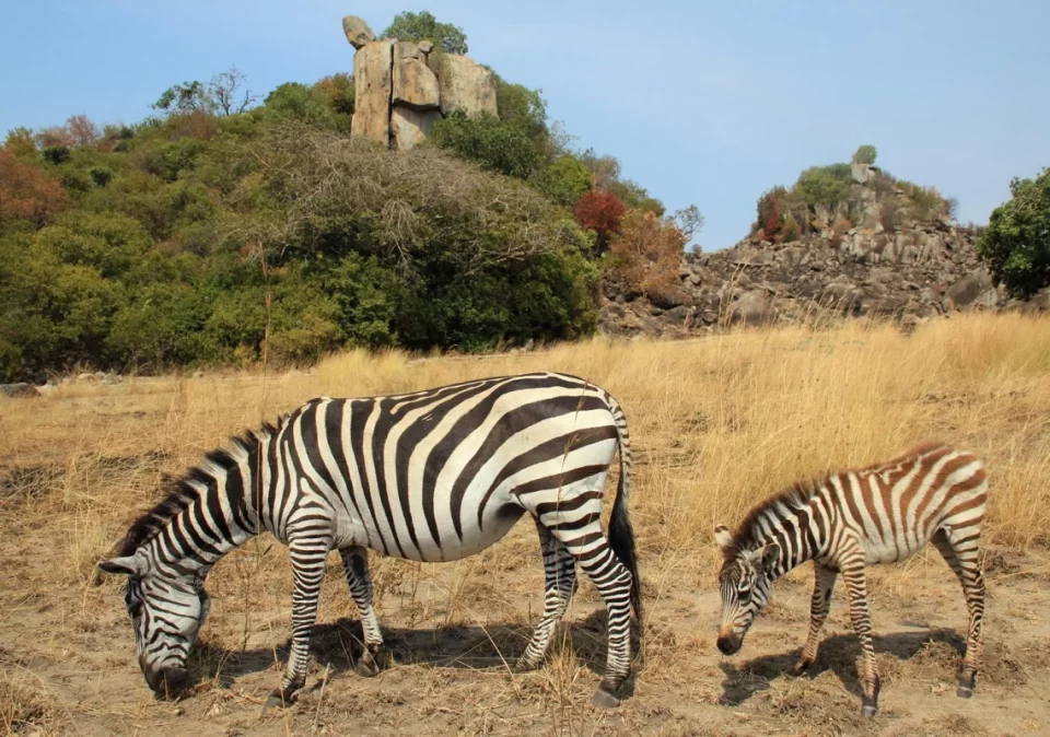 destination-landscape-saanane-zebras-1200x800