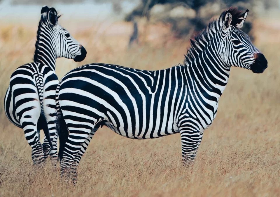 destination-mikumi-discover-zebras-1200x800