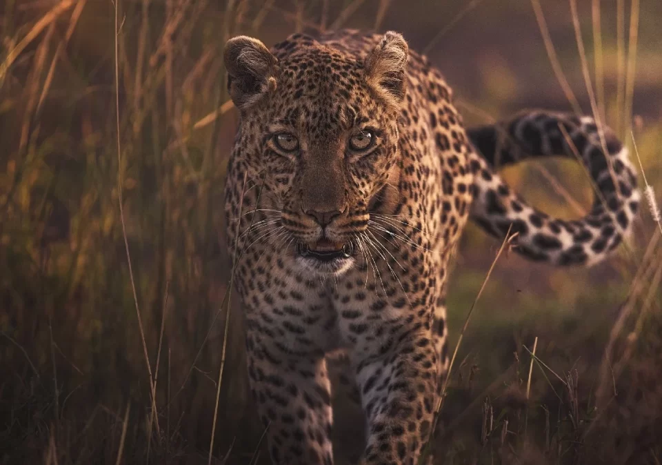 destination-park-discover-leopard-1200x800